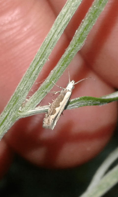 Plutella xylostella (Plutellidae)? S